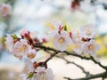 Apricot flowers. Beautiful springtime. Watercolor background. Bl Royalty Free Stock Photo