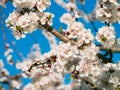 Apricot flowers. Beautiful springtime. Watercolor background. Bl Royalty Free Stock Photo