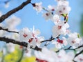 Apricot flowers. Beautiful springtime. Watercolor background. Blooming tree branches with white flowers. White sharp and defocused Royalty Free Stock Photo