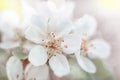 Apricot flowers bloom in spring, apricot branch, tinted photo. Royalty Free Stock Photo