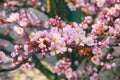 Apricot flowers blooming with white and pink petals. Spring blurred background. Greeting card for Womens day. Blooming Royalty Free Stock Photo