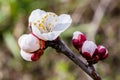 Apricot flowers on branch, prunus armeniaca,