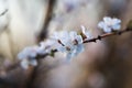 Apricot flowers close-up on a light brown background Royalty Free Stock Photo