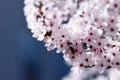 Apricot flowers in early spring, and soft focus, bee Royalty Free Stock Photo