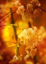 Apricot flowers in full bloom Royalty Free Stock Photo