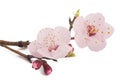 Apricot flowers Royalty Free Stock Photo