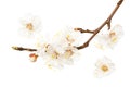 apricot flowers isolated on white background. white flowers. top view Royalty Free Stock Photo