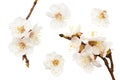 apricot flowers isolated on white background. white flowers. top view Royalty Free Stock Photo