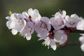 Apricot flowers Royalty Free Stock Photo