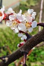 Apricot flowers in spring Royalty Free Stock Photo