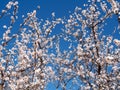 Apricot flowers in the spring