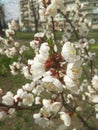 Apricot flowers on a spring sunny day. apricot tree branches white flowers with yellow stamens