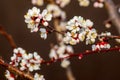 Apricot flowers on tree on dark brown background. Apricot blossom_ Royalty Free Stock Photo