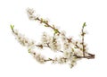 Apricot flowers on white. without shadow Royalty Free Stock Photo