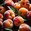 Apricot fresh raw organic fruit