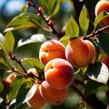 Apricot fresh raw organic fruit