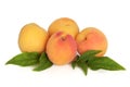 Apricot Fruit Royalty Free Stock Photo