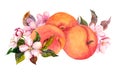 Apricot fruit and blossom flowers. Water color Royalty Free Stock Photo