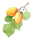 Apricot fruit branch, Watercolor illustration Royalty Free Stock Photo