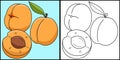 Apricot Fruit Coloring Page Colored Illustration