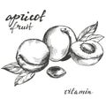 Apricot fruit set hand drawn vector illustration sketch