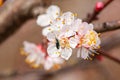 Apricot fruit tree blossoms with dense white flowers in garden in spring. Pollination period, background Royalty Free Stock Photo