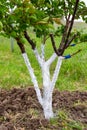 Apricot fruit tree in the garden with a whitewashed trunk. Protecting tree bark from pests Royalty Free Stock Photo
