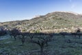 Apricot fruit trees in the Baronnies at winter, in an area just to the north of Provence, Drome Provencale part of the Rhone-Alpes