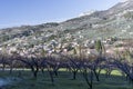 Apricot fruit trees in the Baronnies at winter, in an area just to the north of Provence, Drome Provencale part of the Rhone-Alpes