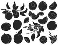 Apricot of fruit vector black set icon. Vector illustration peach on white background. Isolated black set icon apricot