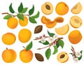 Apricot of fruit vector cartoon set icon. Vector illustration peach on white background. Isolated cartoon set icon