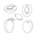 Apricot fruit. Whole fruit and slice. Vector outline sketch Royalty Free Stock Photo