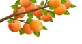 Apricot fruits branch