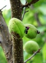 Apricot fruits damaged by the Weevil