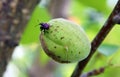 Apricot fruits damaged by the Weevil