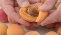 Apricot fruits in the hand, close-up.