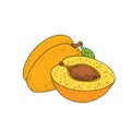 Apricot fruits. Hand drawn fruit and slice. Vector illustration.