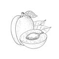 Apricot tree fruits. Hand drawn whole fruit and slice with kernel. Royalty Free Stock Photo