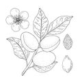 Apricot fruits. Hand drawn linear set with fruit, branch, flower, kernel. Royalty Free Stock Photo