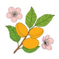 Apricot fruits set with flower. Hand drawn vector illustration. Royalty Free Stock Photo