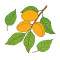 Apricot fruits. Hand drawn linear set with fruit, branch, leaf. Vector illustration. Royalty Free Stock Photo