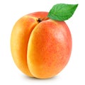 Apricot fruits isolated