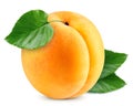 Apricot fruits isolated Royalty Free Stock Photo