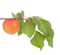 Apricot fruits with leafs Royalty Free Stock Photo