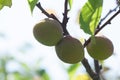 Apricot fruits on a tree in the garden. Fruit growing Royalty Free Stock Photo