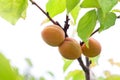Apricot fruits on a tree in the garden. Fruit growing Royalty Free Stock Photo