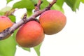 Apricot fruits on a tree in the garden. Fruit growing. Royalty Free Stock Photo