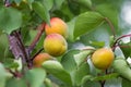 Apricot fruits on the tree. Growing apricots_ Royalty Free Stock Photo