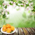 Apricot fruits in white plate on old wooden table against abstract background with green leaves, spring flowers