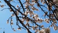 Apricot in full bloom in city park